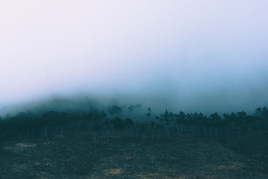 mountain, nature, fog, trees, forest, environment, landscape HD wallpaper