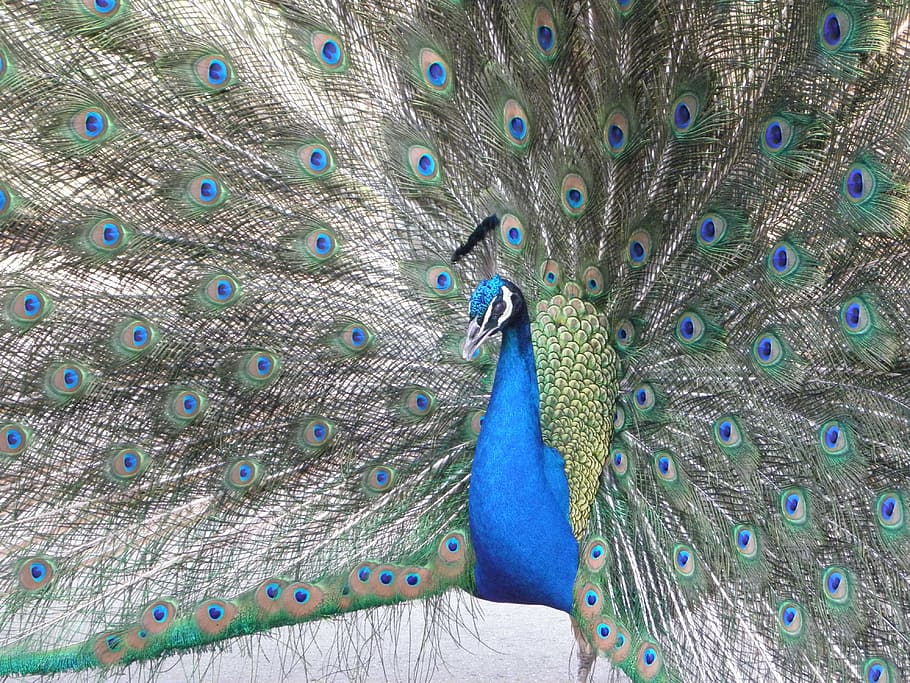 new, artistic, peacock, peacocks, blue, snow, bird, animal HD wallpaper
