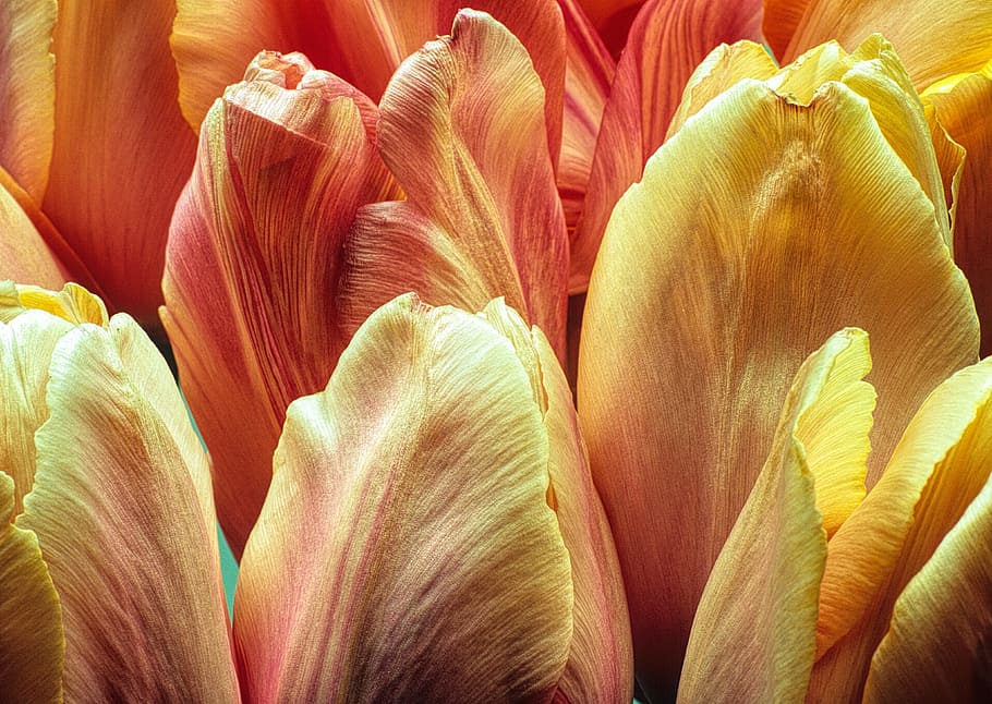 flowers, tulips, macro, bloom, orange, backgrounds, full frame HD wallpaper