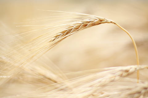 closeup photography of wheat, barley, summer, field, nature HD wallpaper