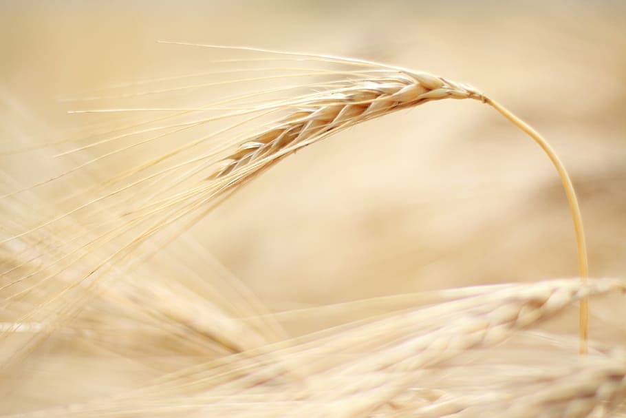 closeup photography of wheat, barley, summer, field, nature, cereal, HD wallpaper