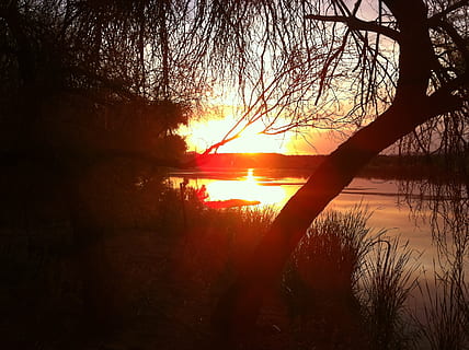 silhouette of tree, sunset, orange, glows, glowing, sunlight HD wallpaper