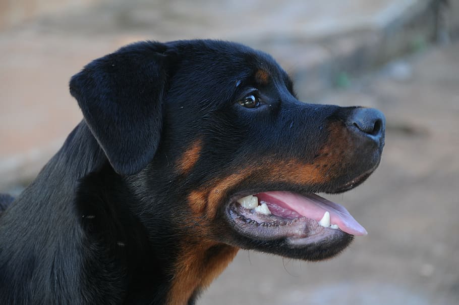 adult black and mahogany Rottweiler, hottweiller, dog, animal, HD wallpaper