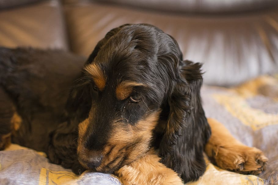 Dog, Animals, Cocker Spaniel, Brown, Fur, brown fur, sad, pet HD wallpaper