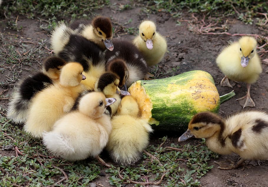 installments, small, fluffy, yellow, birds, cute, young animal HD wallpaper