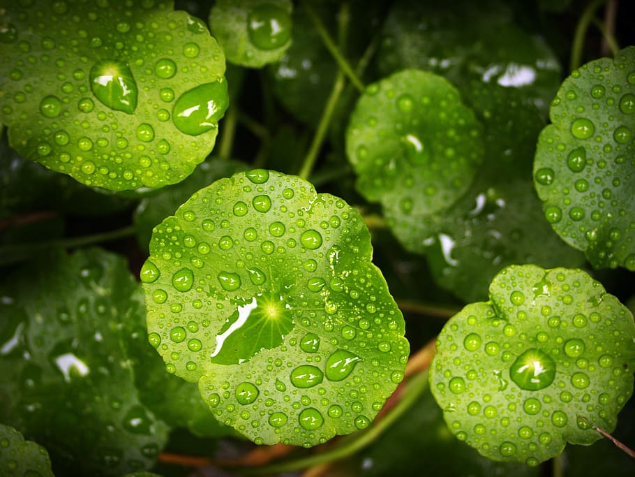 leaf, water, green, drop, background, natural, nature, fresh HD wallpaper