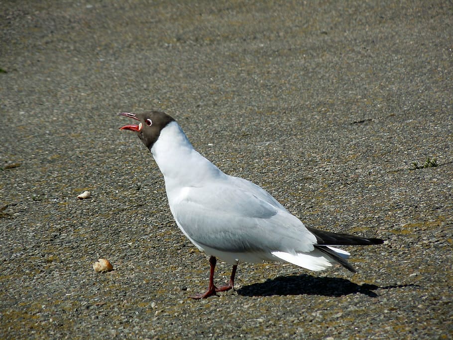 tern, mating call, bird, animal wildlife, animal themes, animals in the wild HD wallpaper
