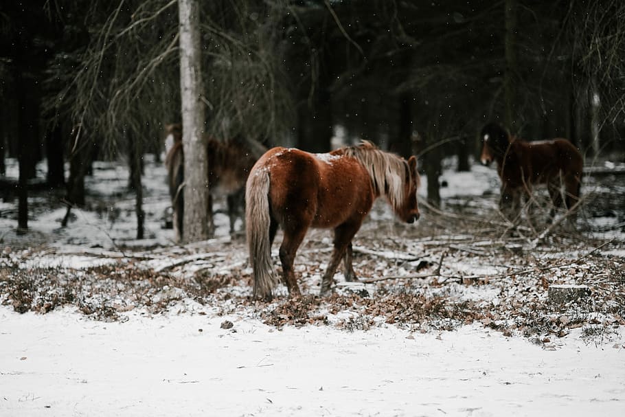 New Forest Pony in the snow, three brown horses near trees during winter HD wallpaper