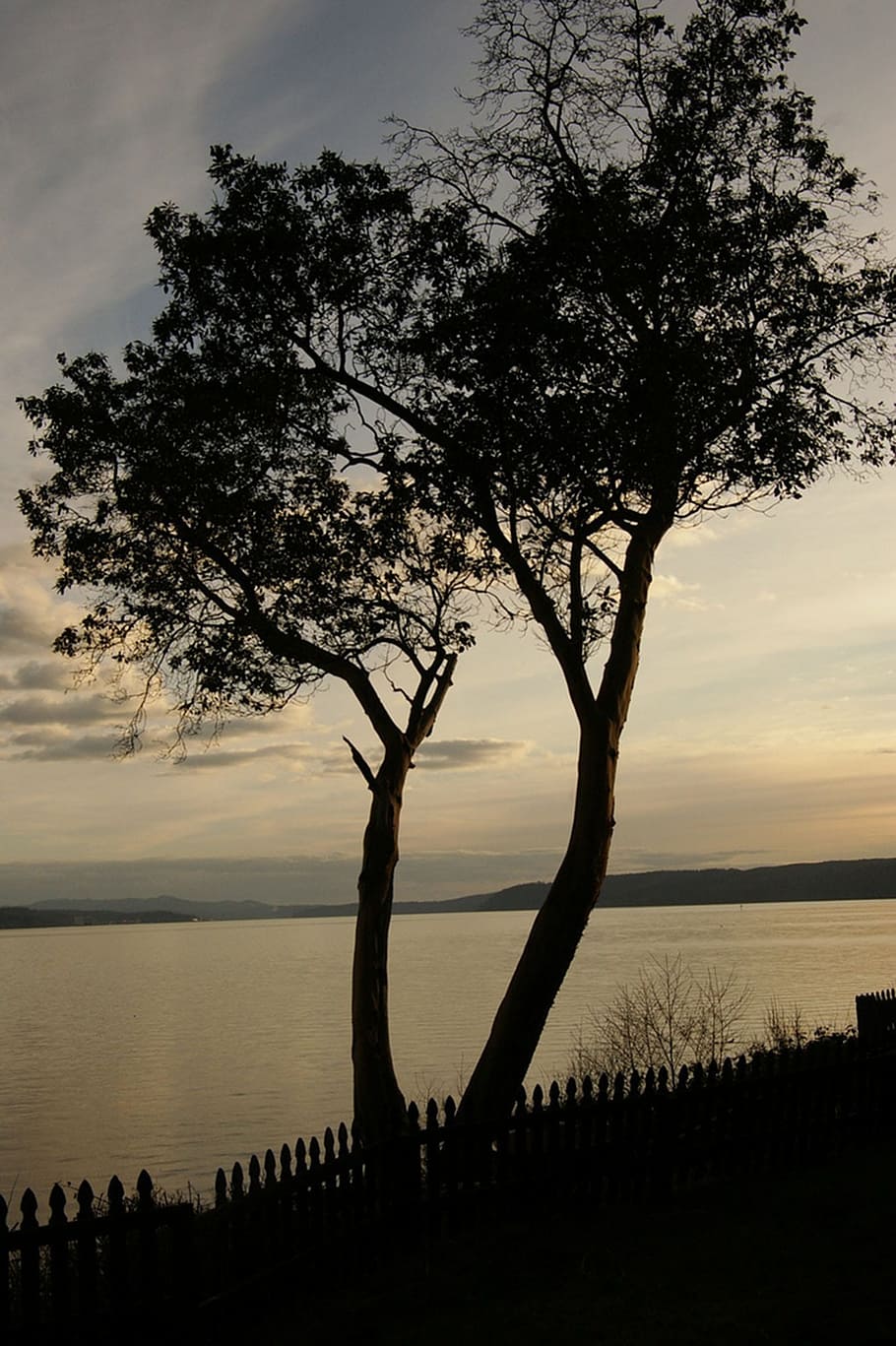 Nature, Tree, Sunset, Beautiful, reflections, sky, ocean, water HD wallpaper