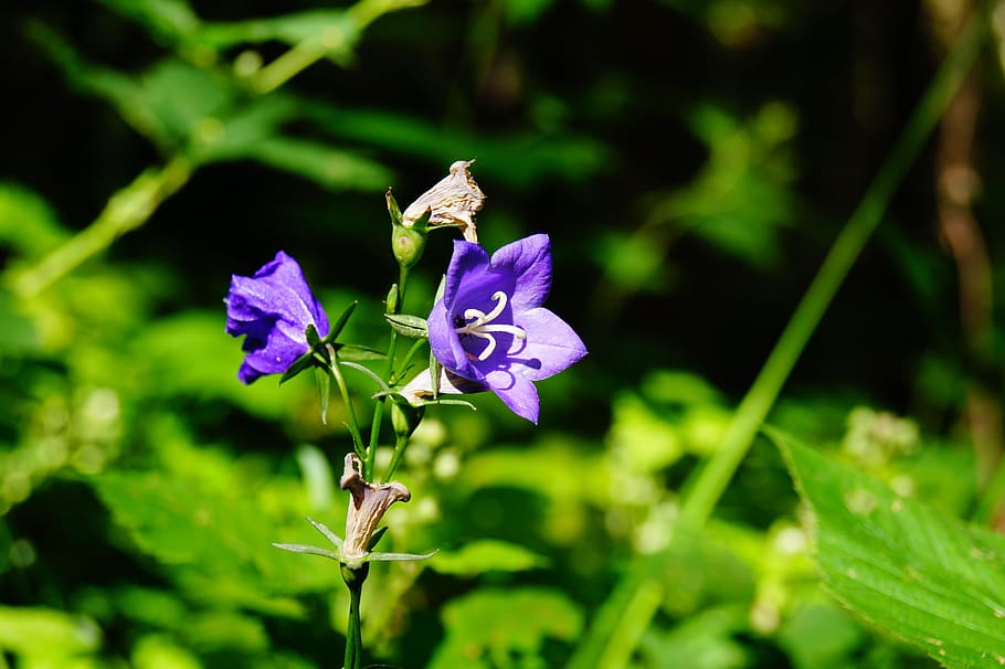 Bellflower, Purple, summer, plant, flora, meadow, nature, close-up HD wallpaper