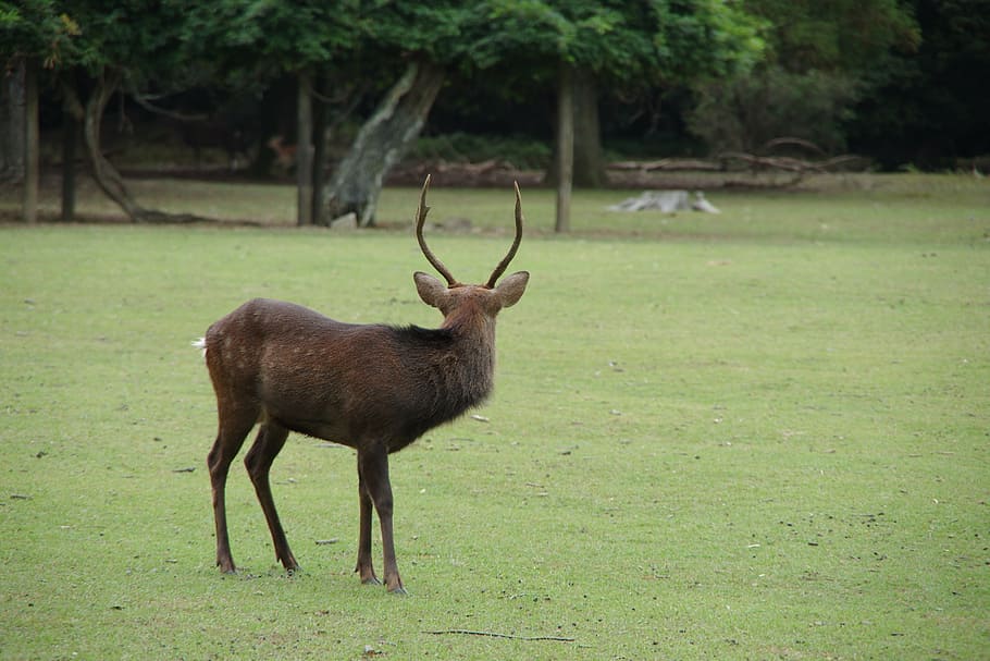 deer, nara, field, animal wildlife, animal themes, animals in the wild HD wallpaper