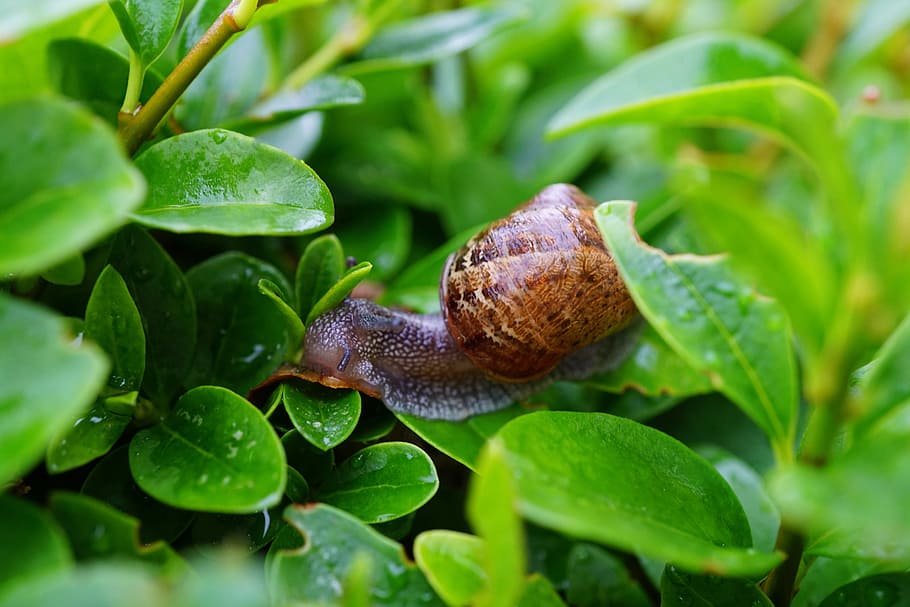 Snail on Green Leaf in Close Up Photography, crawl, foliage, gastropod HD wallpaper