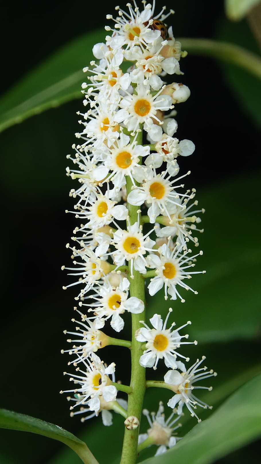 nature, flower, laurel hedge, leaf, flowering plant, fragility HD wallpaper