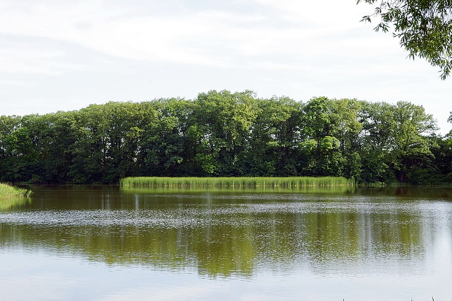 Pond, Lake, Sweet Rush, Forest, Green, nature, water, reflection HD wallpaper