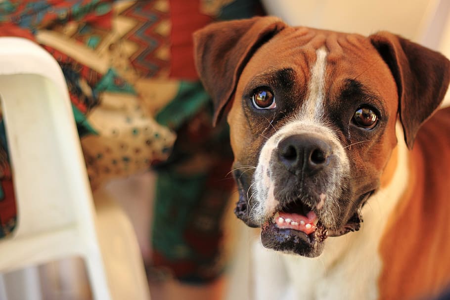 boxer dog looking up, pet, animals, canine, domestic, domestic animals HD wallpaper