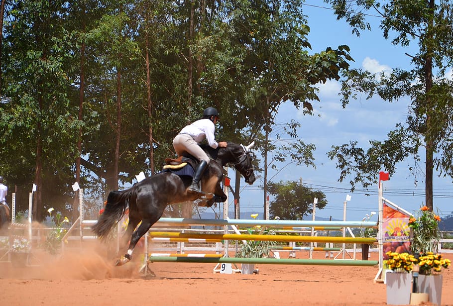 proof, equestrianism, championship, one animal, domestic animals HD wallpaper