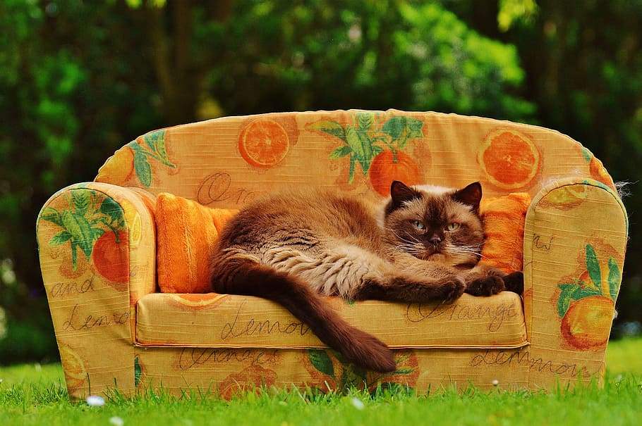 brown and beige cat on brown orange printed sofa on green grass field HD wallpaper