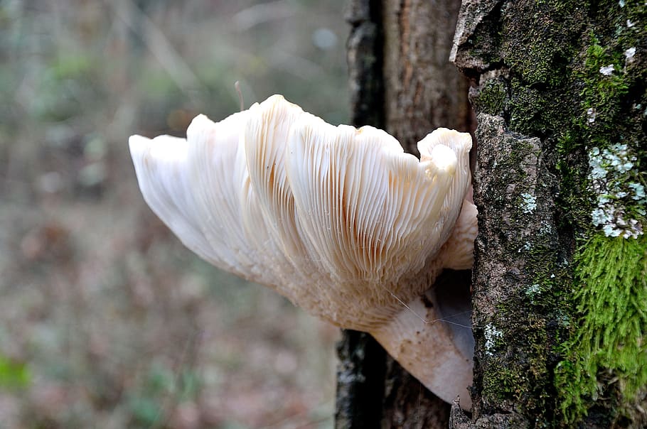 fungus, forest, trunk, nature, autumn woods, tree, plant, mushroom HD wallpaper