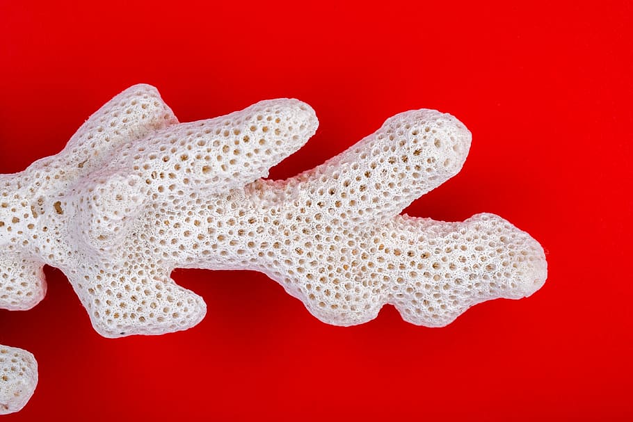 white coral, sea, ancient, branch, underwater, patterns, perforated HD wallpaper