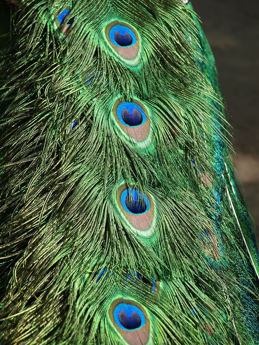 peacock, pen, bird, green, blue, animal, feather, wildlife HD wallpaper