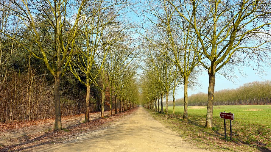 road, straight, woods, trail, park, tree, plant, the way forward HD wallpaper