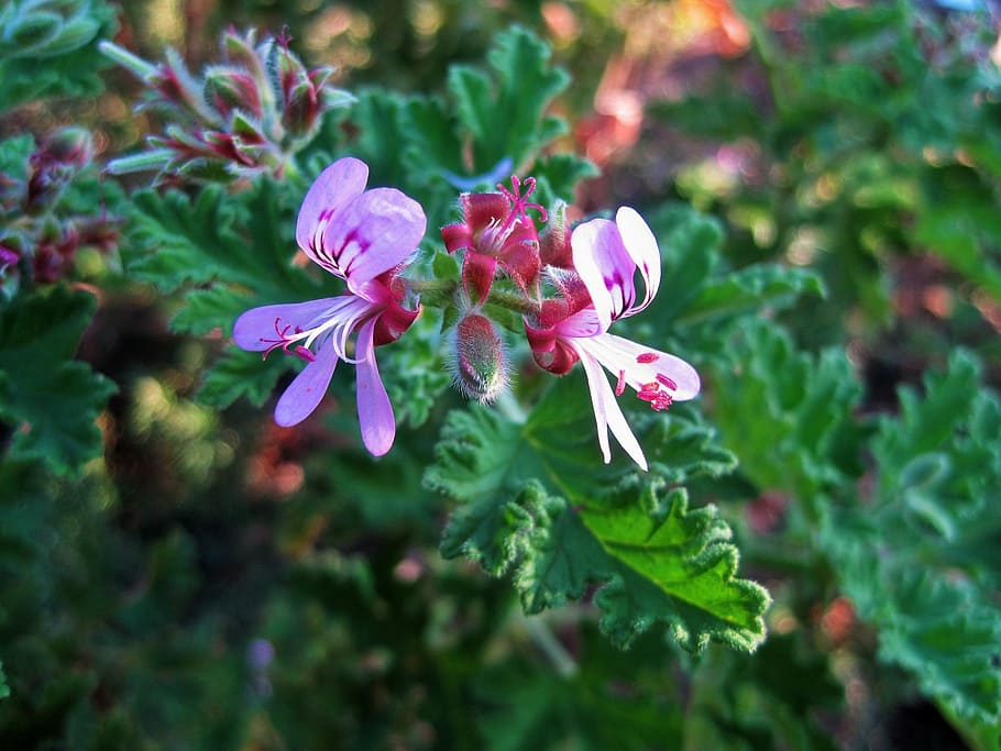 flower, floret, small, delicate, lavender-pink, geranium, flowering plant HD wallpaper