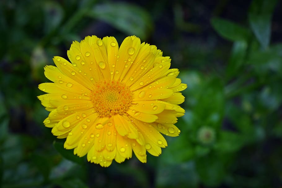 marigold, blossom, bloom, close, flower, calendula officinalis HD wallpaper