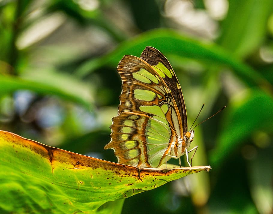 butterfly, insect, macro, green, invertebrate, one animal, animal themes HD wallpaper