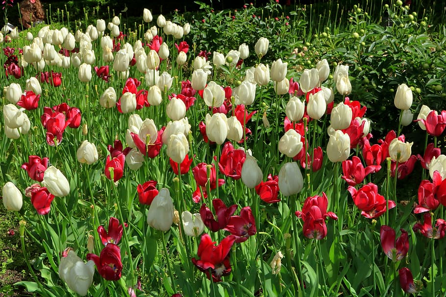flowers, park, spring, flowering plant, freshness, beauty in nature HD wallpaper