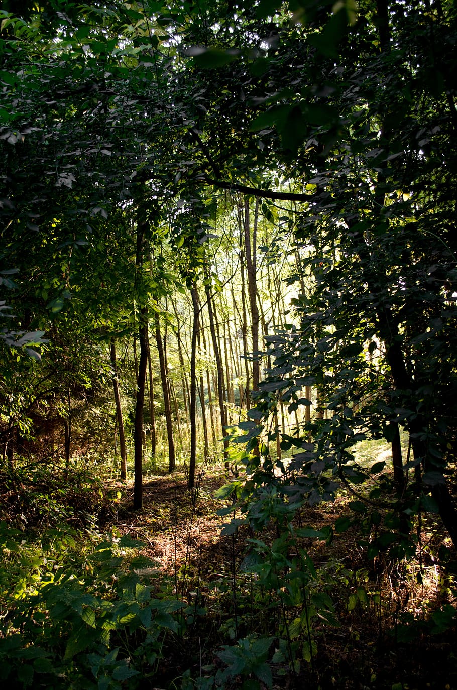 forest, hungary, bakony, trees, plant, land, tranquility, beauty in nature HD wallpaper