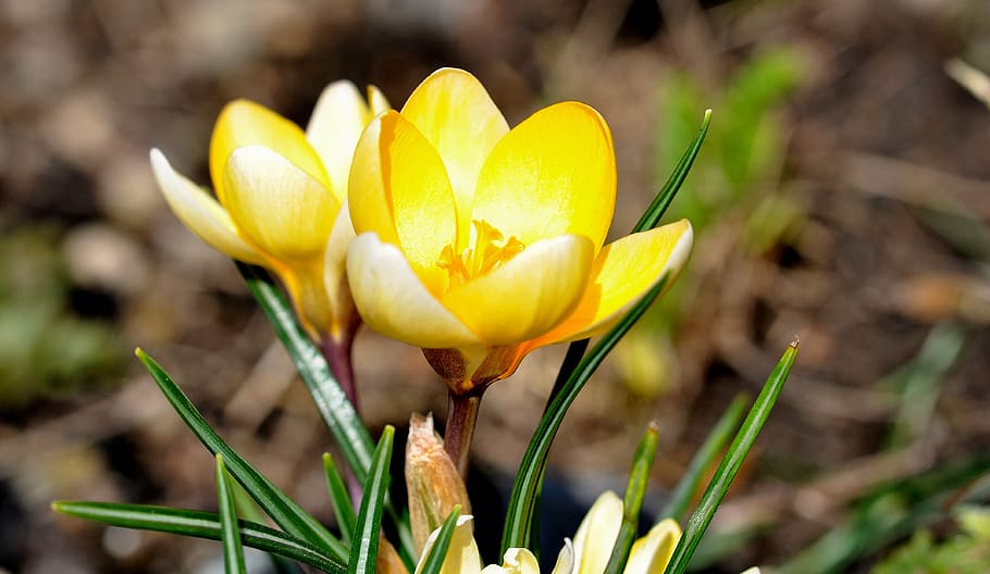 crocus, flower, blossom, bloom, plant, yellow, sweet, spring flower HD wallpaper