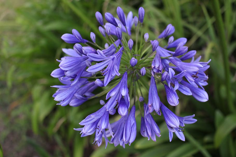 flower purple, exotic, flowering plant, vulnerability, fragility HD wallpaper
