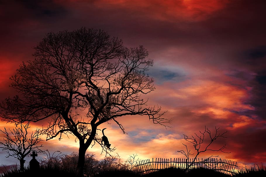 silhouette photography of tree, tombstone, cemetery, trees, mystical, HD wallpaper
