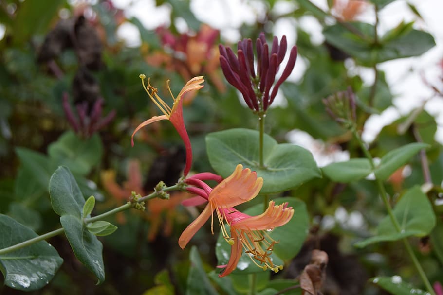 Flower, Honeysuckle, Garden, nature, growth, leaf, plant, no people HD wallpaper