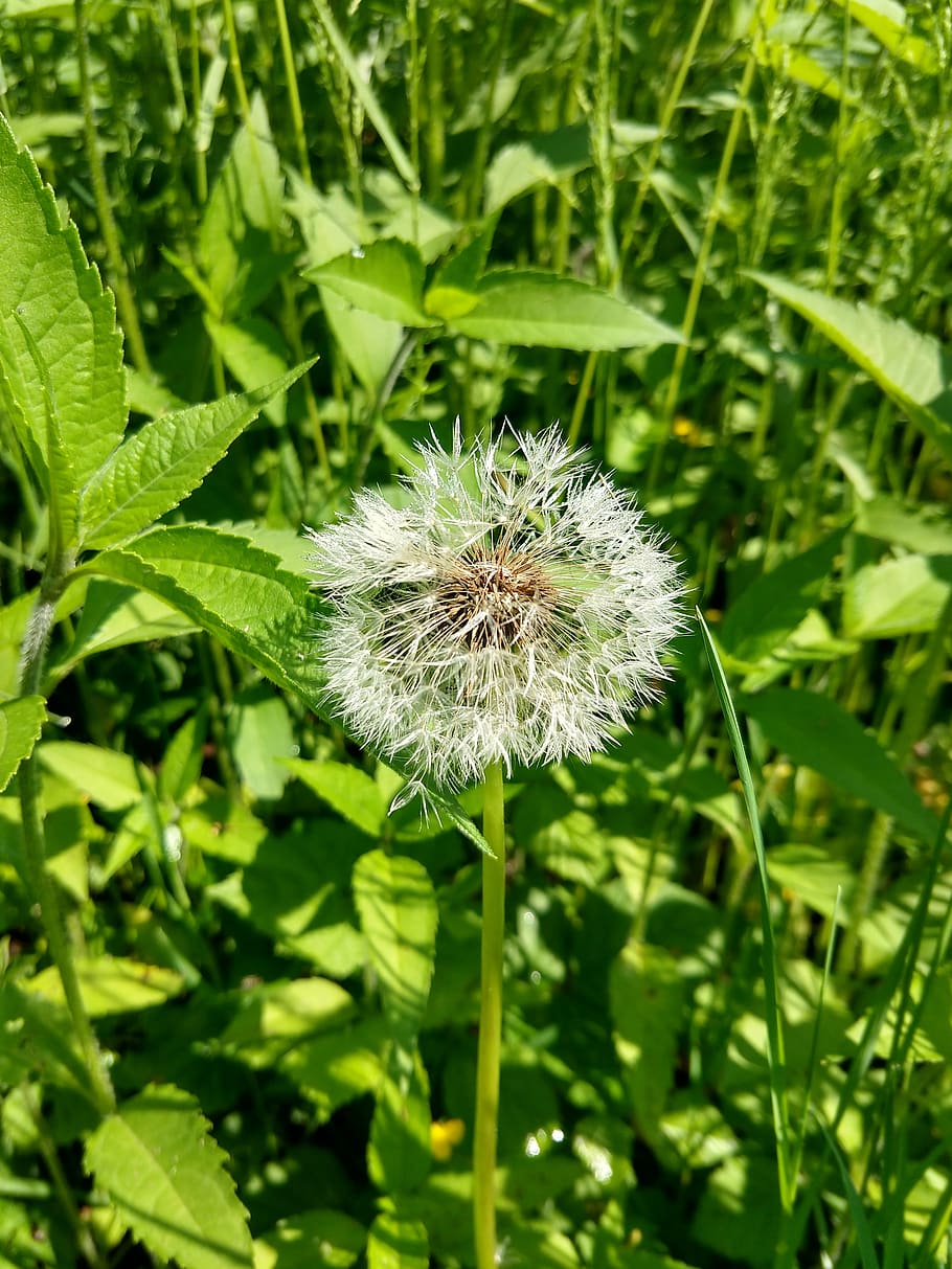 dandelion, flower, nature, plant, growth, fragility, beauty in nature HD wallpaper