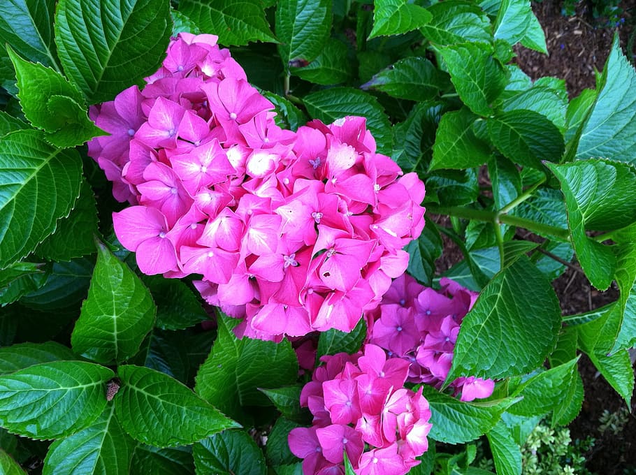 Flower, Hydrangea, Garden, Nature, floral, plant, blossom, spring HD wallpaper