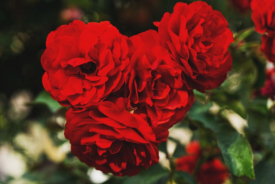 flower, red, petal, bloom, garden, plant, nature, autumn, fall HD wallpaper