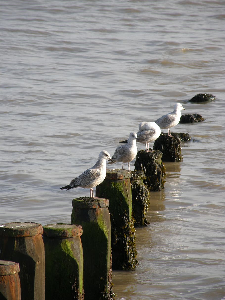 groins, sea, seagull, bird, animal, water, seagulls, sea-bird, HD wallpaper