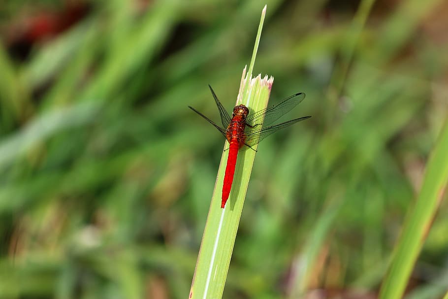 dragonfly, macro, insect, nature, bug, green, natural, summer HD wallpaper