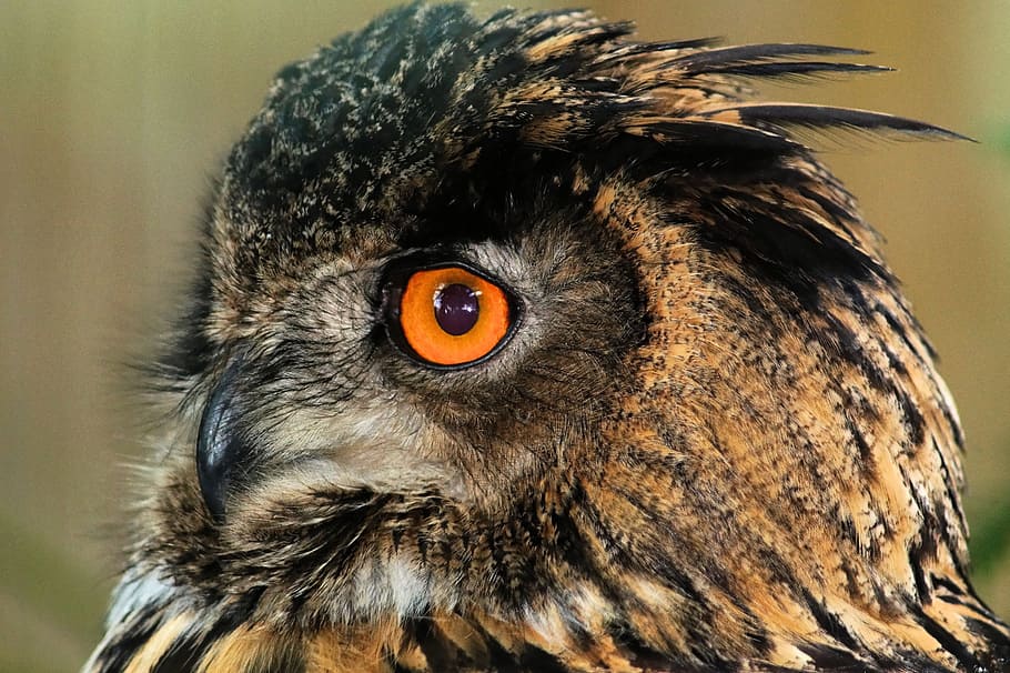 brown and gray owl close-up photo, eagle owl, bubo bubo, bird, HD wallpaper