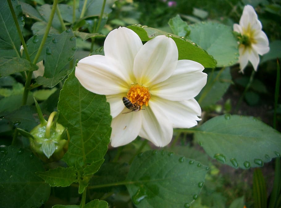 dahlia, white, bee, nature, plant, flower, petal, summer, flower Head HD wallpaper