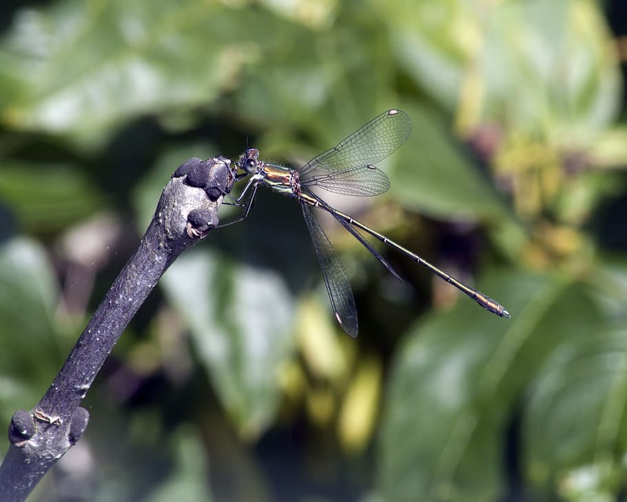 damselfly, wings, wildlife, insect, small, nature, summer, outdoors HD wallpaper