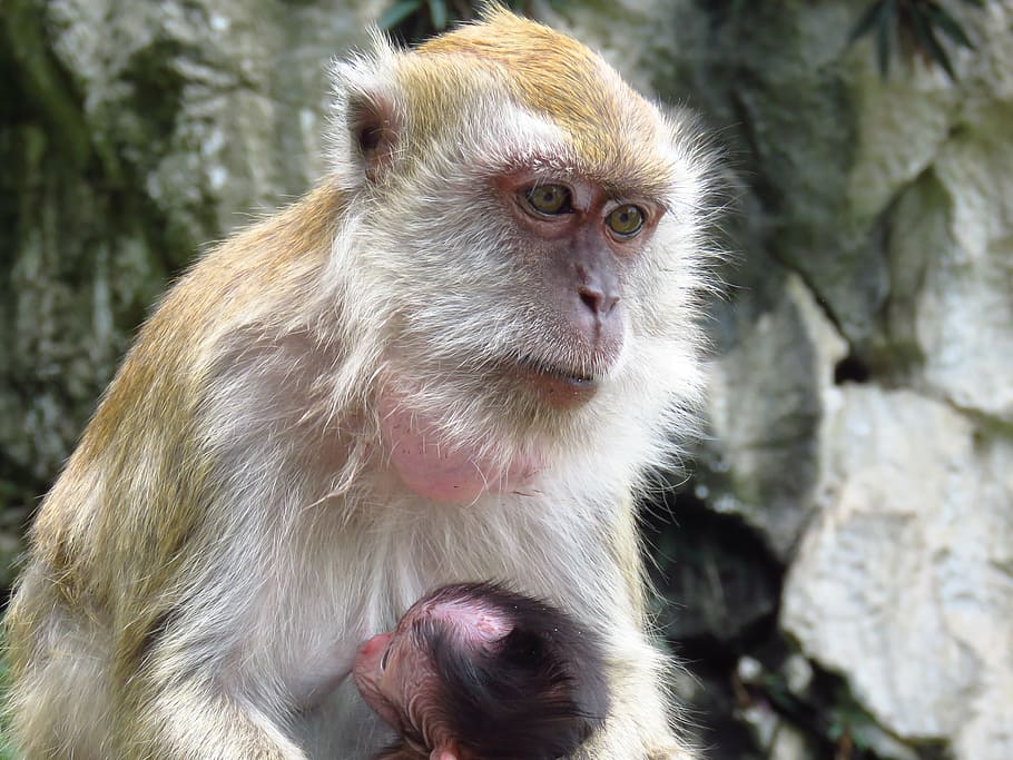 maternity, monkey, animal, primate, mammal, animal wildlife HD wallpaper