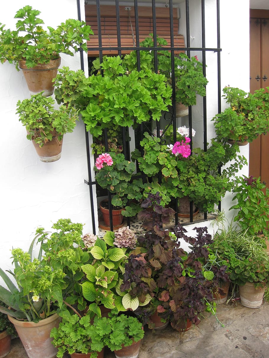 window, flowers, geraniums, plant, growth, potted plant, green color HD wallpaper