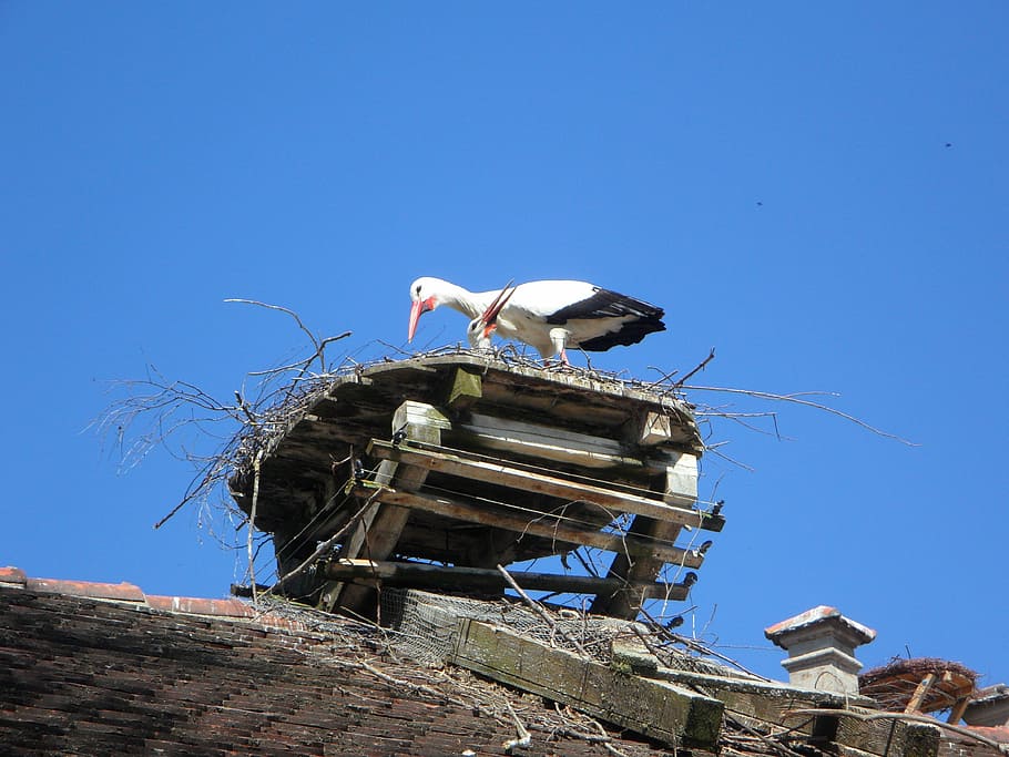 Stork, Rattle, Storks, rattle stork, pair, two, breed, nest, HD wallpaper