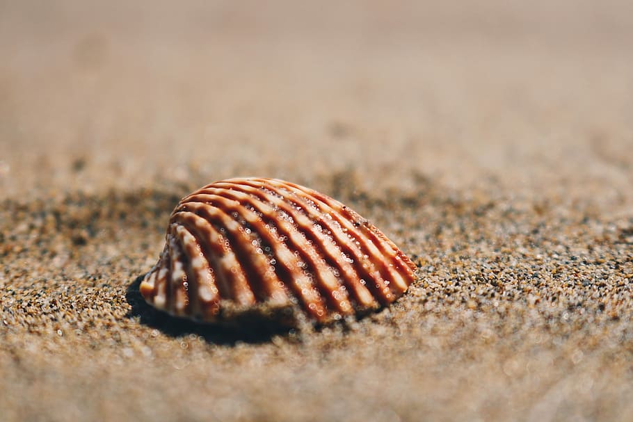 brown seashell on sand, brown clam shell on sand at daytime, beach HD wallpaper