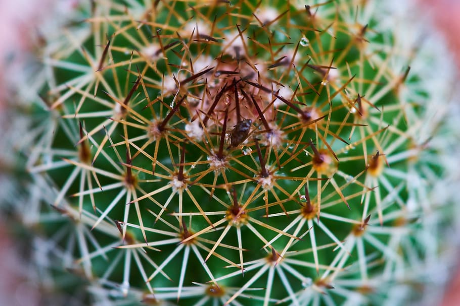 Cactus, Dea, Needle, Macro, flower picture, garden, plant, beautiful HD wallpaper