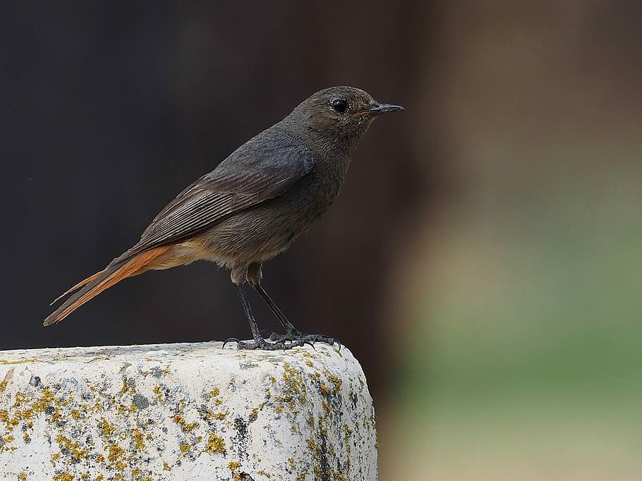 Colirrojo tizón (Phoenicurus ochruros) Female., black catbird on beige concrete pavement HD wallpaper