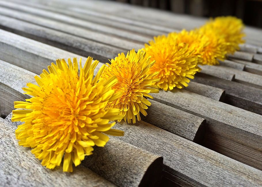 dandelions, weed, spring, yellow, flower, flowering plant, wood - material HD wallpaper