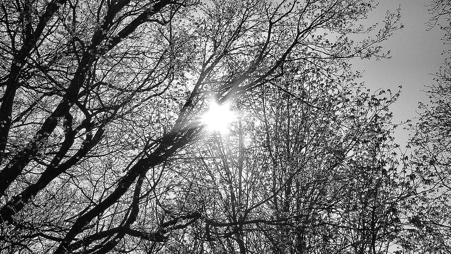 Sky, Branches, Trees, Nature, Sun, spring, season, natural HD wallpaper